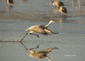 Sandhill-Crane;Crane;Grus-canadensis;One;one-animal;avifauna;bird;birds;feather;